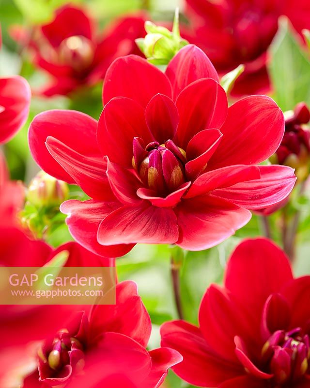 Dahlia Red Infusion