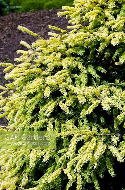 Picea abies Perrys Gold