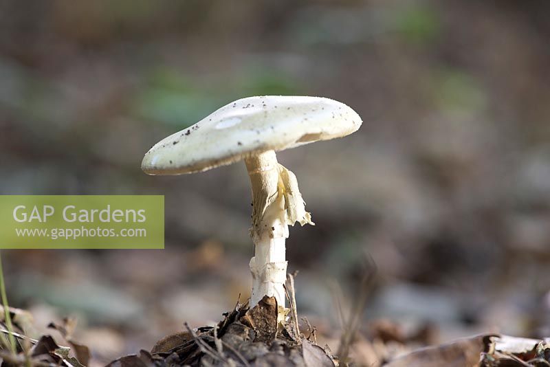 Agaricus silvicola, wood mushroom
