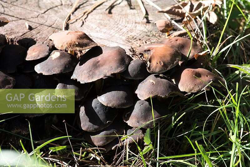 Pleurotus ostreatus, oyster mushroom