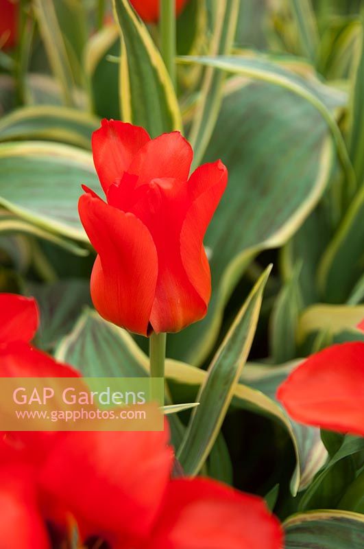 Tulipa Fire of Love