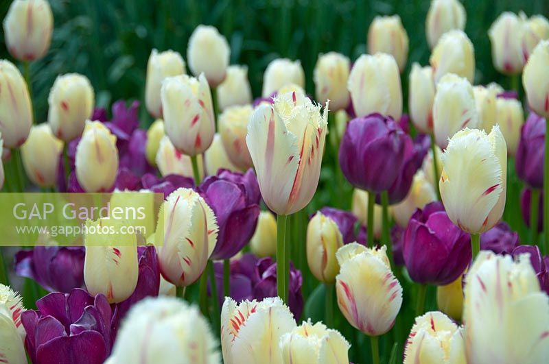 Tulipa Carrousel, Attila