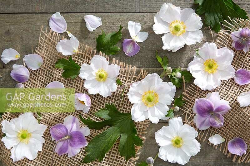 Anemone flower collage