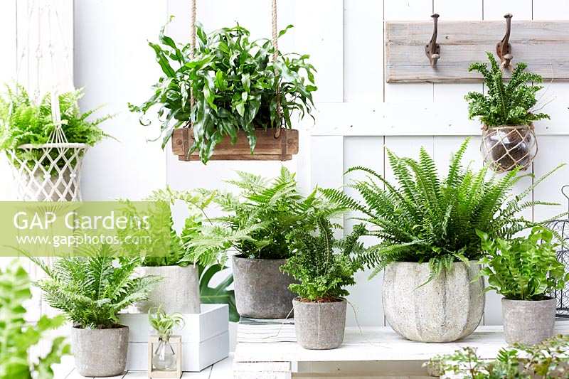 Indoor plant collection