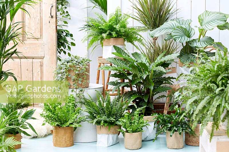 Indoor plants collection