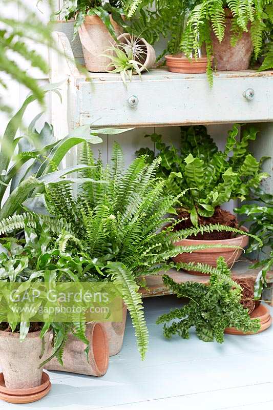Fern collection