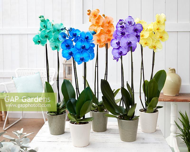 Phalaenopsis Colorchid collection