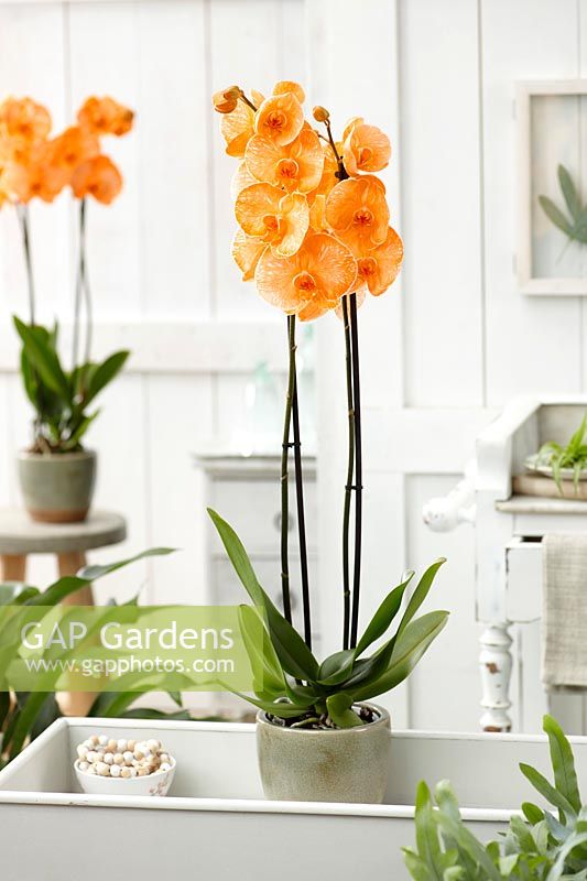 Phalaenopsis Colorchid Orange