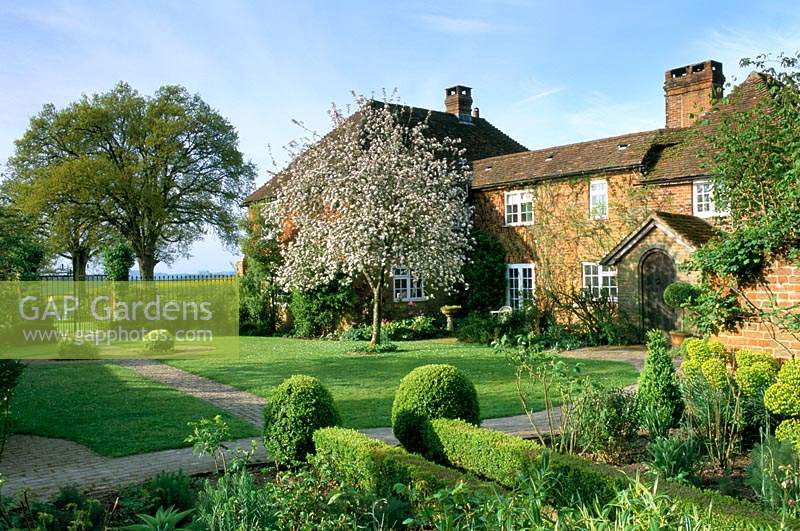 Private garden Sussex Formal lawn and paths with Boxwood hedges Flowering apple tree View of house