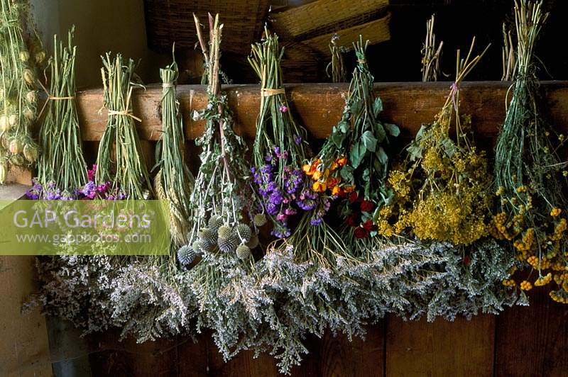 Dried flowers hanging in barn