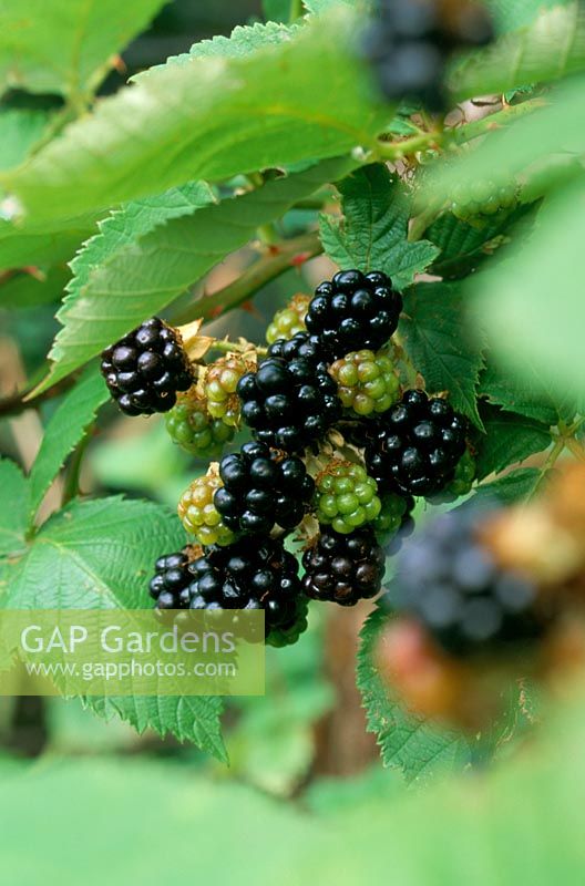 Blackberries in fruit in autumn