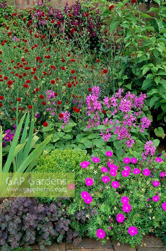 The Anchorage Kent Deep red to purple plant colour combination Clematis Etoile Violette Knautia macedonica Stachys