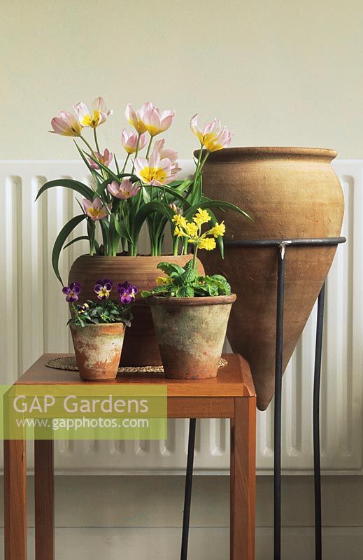 Group of Spring flowers in pots brought indoors to flower Tulipa Lilac Wonder Primula elator Viola Sorbet Blackberry Cream