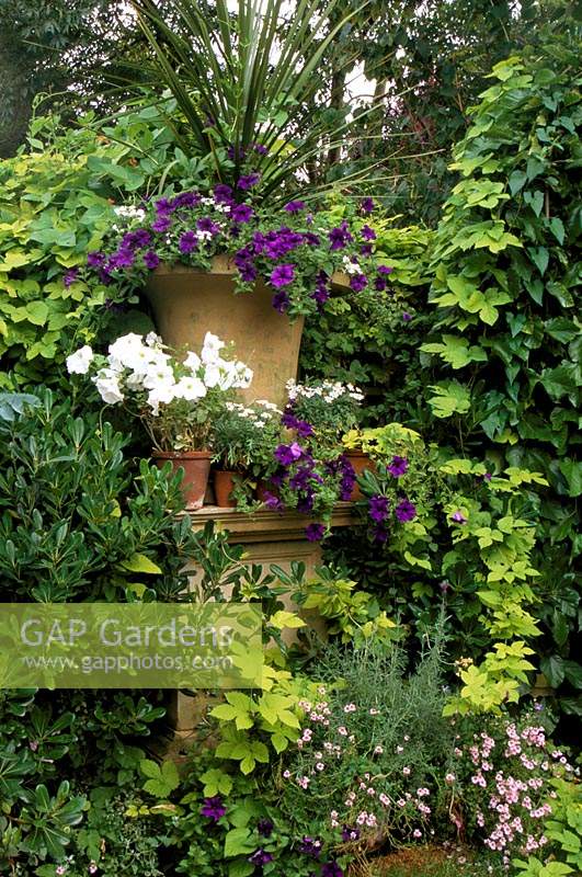 private garden London Design Jonathan Baillie Urun with phormium surrounded by Petunias Golden hop Humula lupulus Aureus and ivy