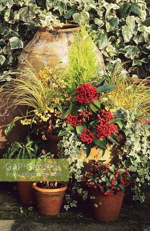 The Oast Houses Hampshire Winter containers Skimmia japonica Reevesiana Carex brunnea Jenneke Cotoneaster Rothschiliana Cupressu