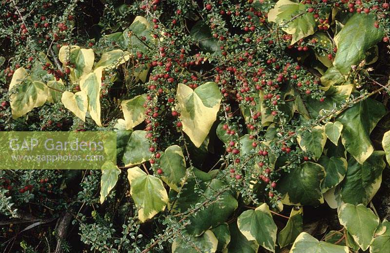 Ivy Hedera colchica Dentata Variegata growing through Cotoneaster horizontalis