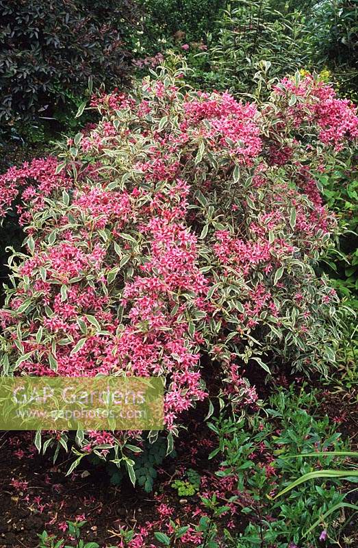 Weigelia florida Variegata Spring flowering deciduous shrub
