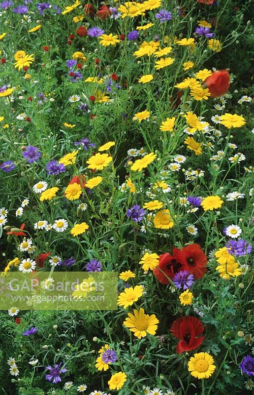 Pulborough Sussex Wildflower meadow Annuals Poppy Papaver rhoeas Corn Marigold Corn flower Corn Cockle