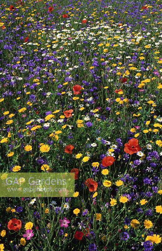 Wildflower meadow Annuals Poppy Papaver rhoeas Corn Marigold Corn flower Corn Cockle summer flower field colorful colourful red