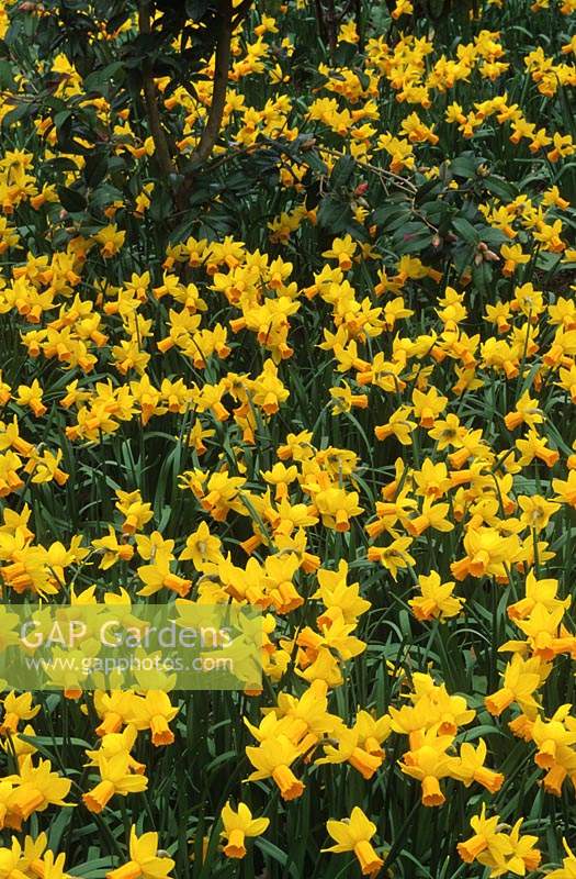 Daffodils Narcissus Jetfire.