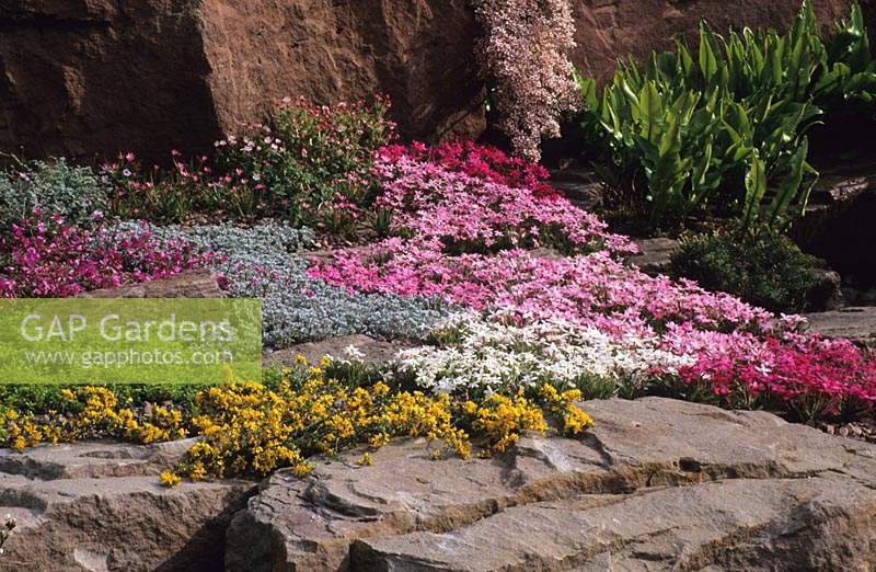 Chelsea FS 2000 Design Mercer and Upward Alpine rock garden Rhodohypoxis baurii cultivars