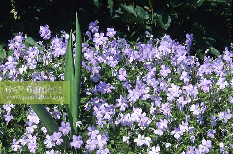 Viola cornuta Lacinata summer flowering perennial blue