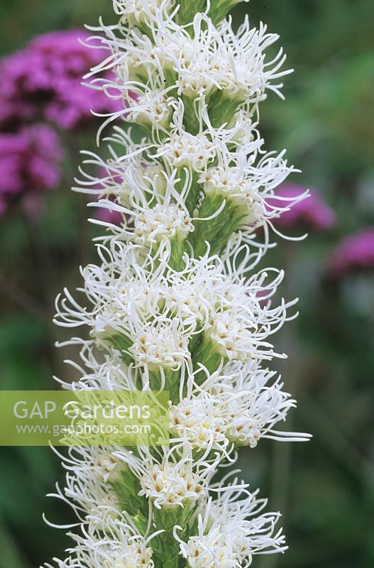 Gayfeather Liatris spicata Floristan White summer perennial flower white August