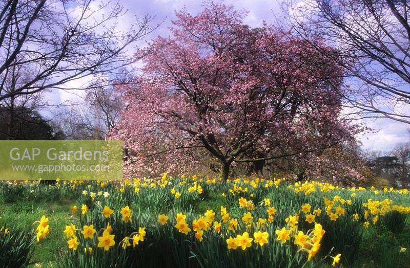 Kew Gardens Surrey flowering cherry Prunus sargentii and daffodils Spring flower blossom tree pink