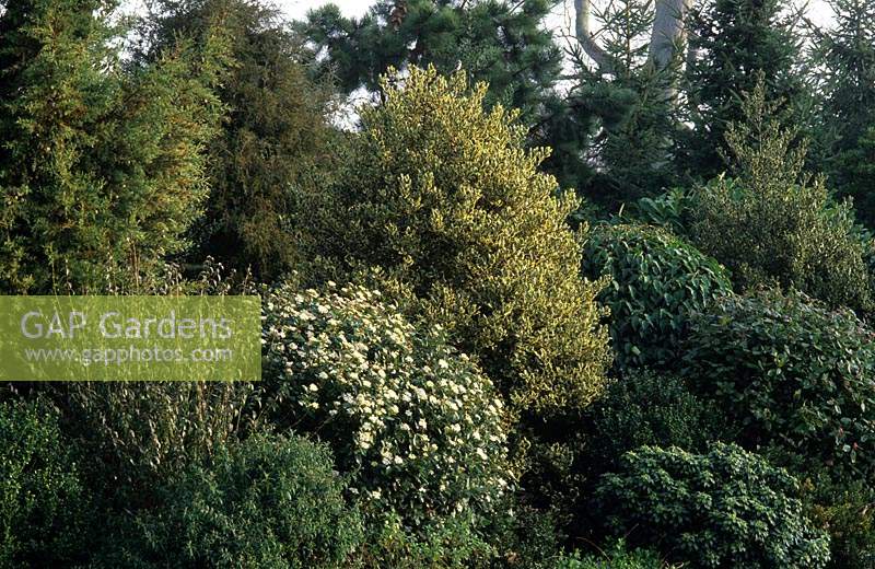 Painshill Surrey Picturesque landscape garden Green tapestry of colours in shrubs and trees