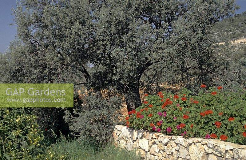 Greece Olive tree Olea europaea and pelargoniums