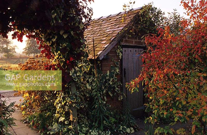 Eastgrove Cottage. Worcestershire. Old rustic garden shed. Vitis vinifera 'Purpurea'.