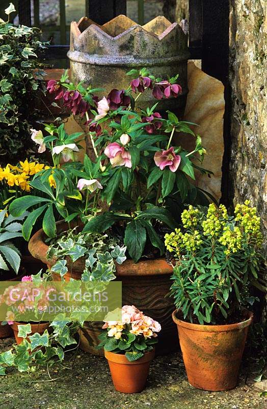 Th Oast Houses Hampshire Mixed Hellebores in containers Primula Tapestry Euphorbia Red Wing Narcissue Tete a Tete