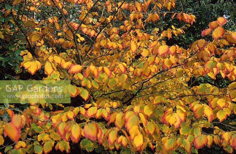Witch Hazel Hamamelis x intermedia Hiltingbury in autumn colour