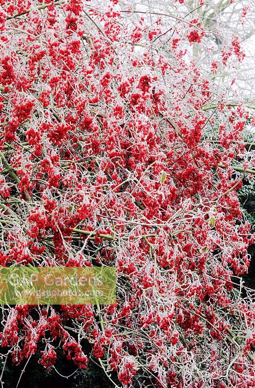 Viburnum betulilfolium in winter with berries Frosted