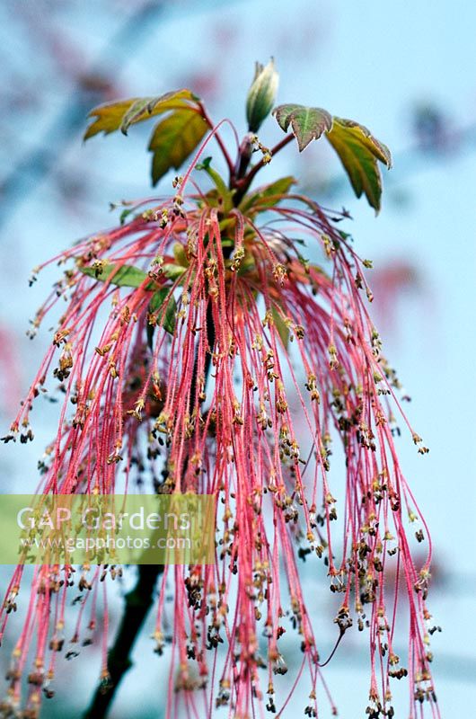 Maple Acer negundo californicum flowers