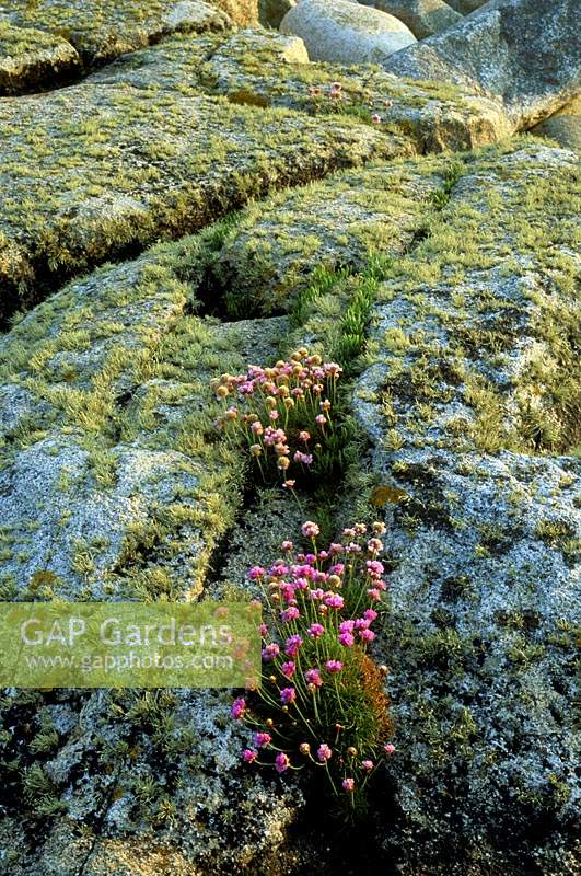Isles of Scilley Thrift Armeria maritima in natural habitat rocks by the sea