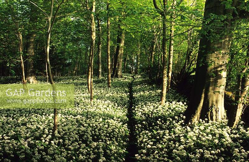 Brownshill Gloucestershire woodland with wild native carpet pf garlic ramsons Allium ursinum