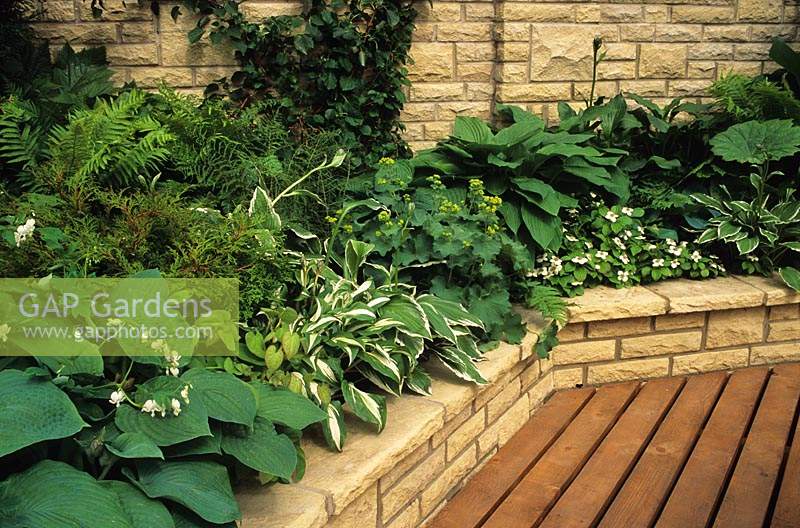 shady raised bed on patio with hostas ferns ivy Alchemilla and Cornus canadensis