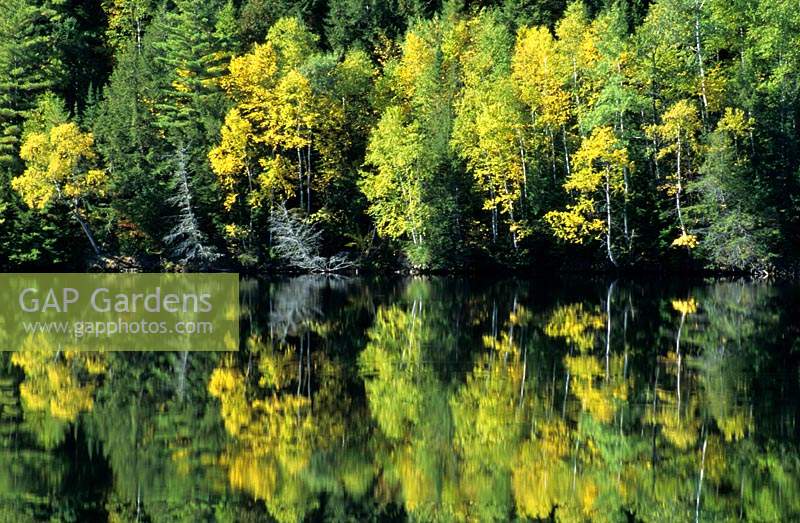 birch and pine trees reflected along the Kennebec river Maine USA