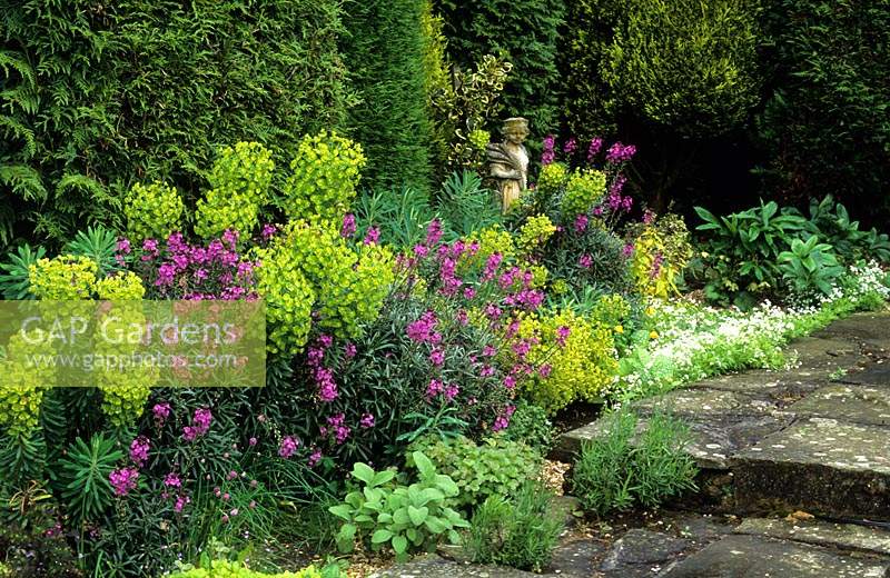 High Meadow Surrey Erysimum Bowles Mauve Euphorbia chariacus subsp wulfenii narrow bed between evergreen hedge and stone steps a