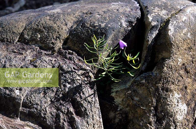 harebell Campanula rotundifolia growing in rock crevice