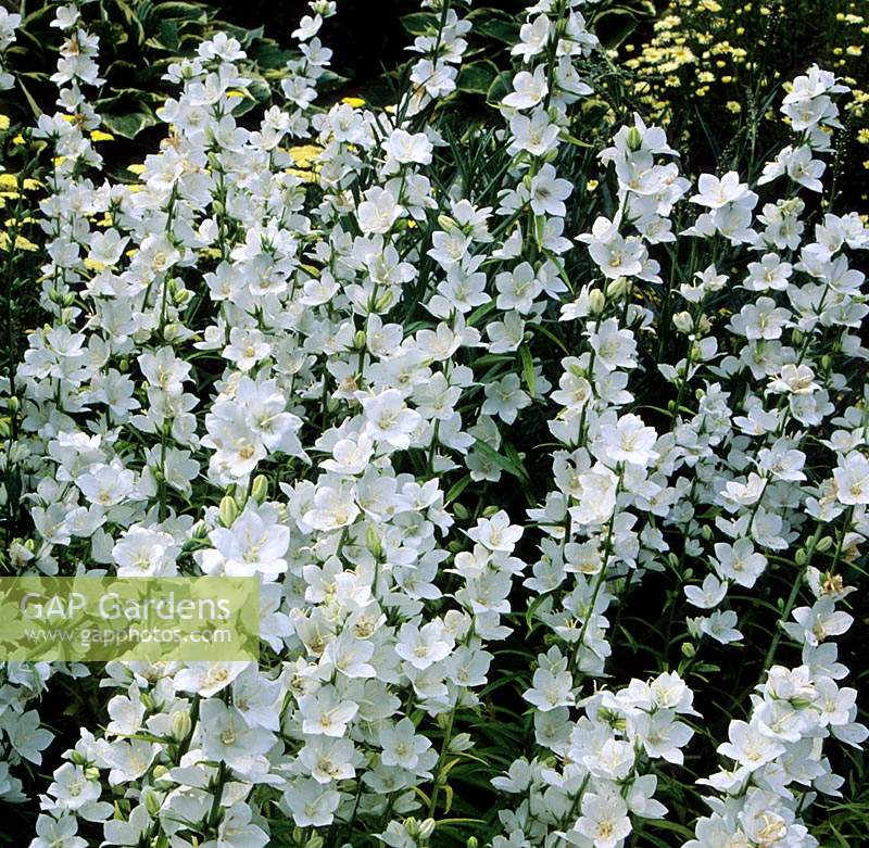 bellflower Campanula percifolia Alba