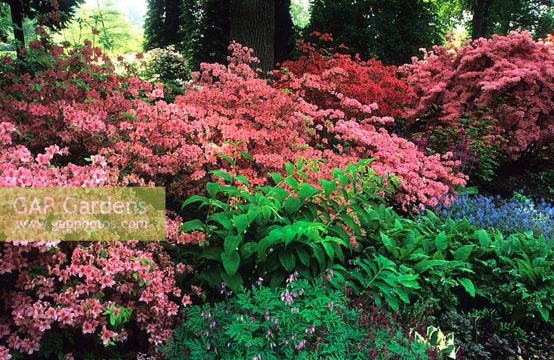 Savill Garden Surrey woodland garden with shrub and perennial underplanting azaleas Michael Hill Dicentra Corydalis Pere David
