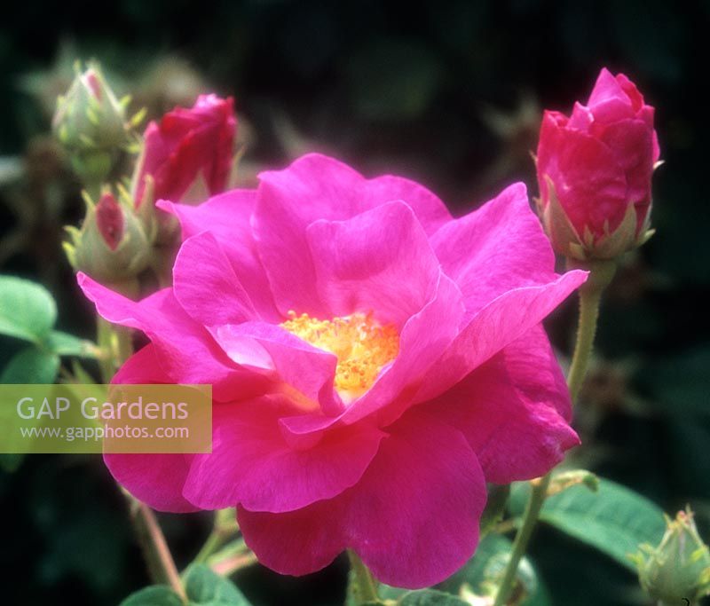 Apothecary s rose Rosa gallica var officinalis