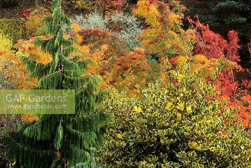 The Dingle Powys Wales conifers and deciduous trees on sloping hillside garden in autumn variegated holly sorbus
