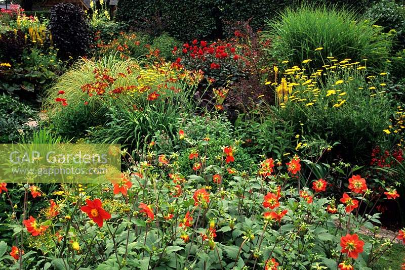 Wollerton Old Hall Shropshire hot colour garden Dahlia Nelly Geering and Bishop of Llandaff Hemerocalis Achillea Gold Plate summ