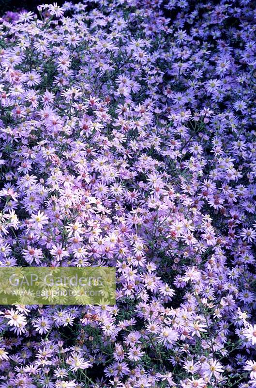 Aster cordifolius Sweet Lavender
