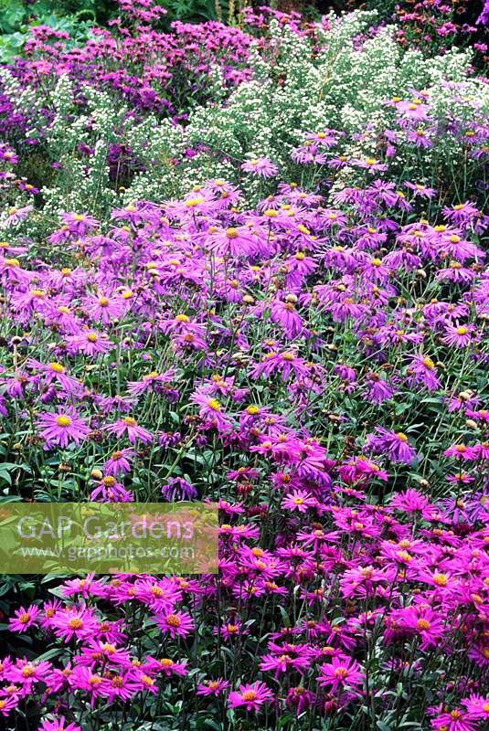 Old Court Nursery Worcestershire mixed asters