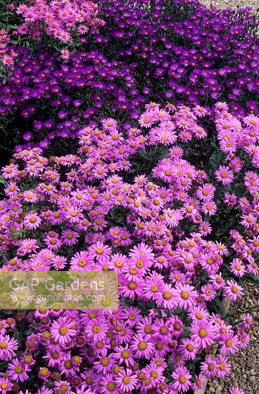 Old Court Nurseries Worcestershire Aster amellus Pink Zenith and Violet Queen