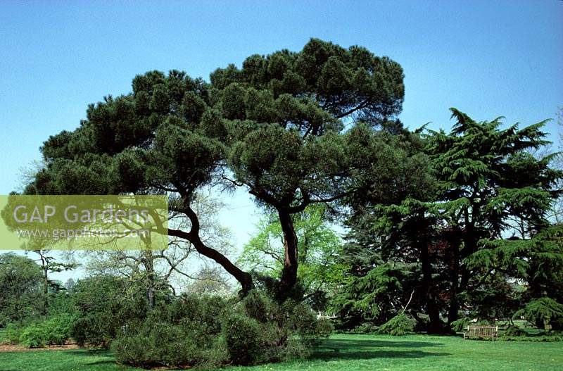 Kew Gardens Surrey Pinus pinea